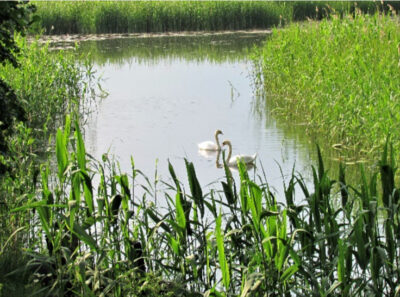 Naturlehrpfad "Grosser Klietzer See" - Blick über den See zur Kirche