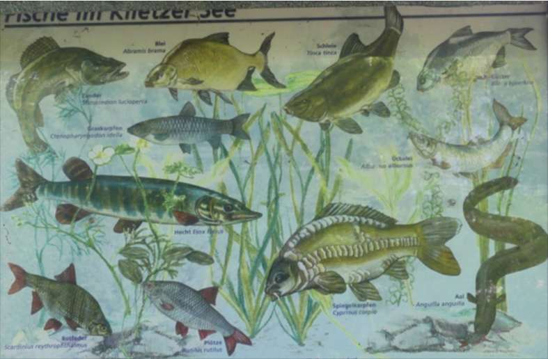 NLP 31 Fischtafel