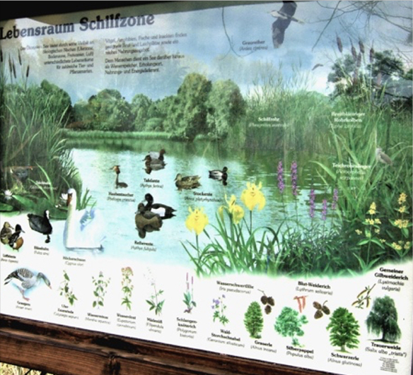 NLP 40 Wasservögel